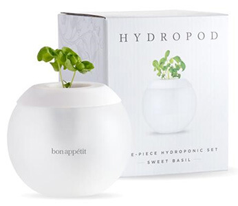 Hydropod with basil growing. 