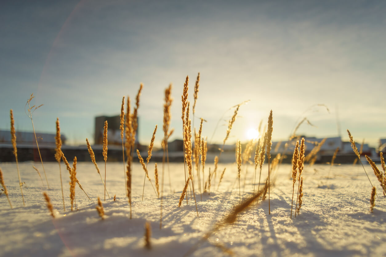 introducing-wheat-straw-plastic-a-new-material-for-sustainable-promo-products